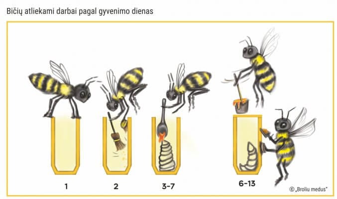 Bišu darbs pēc dzīves dienas