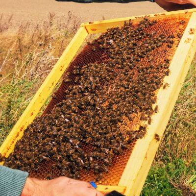 Bišu maizes ārstnieciskās īpašības 2 Bišu maizes ārstnieciskās īpašības ir labvēlīgas ne tikai bitēm, bet arī cilvēkiem.